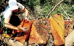 Tan hoang rừng đầu nguồn Kbang, Gia Lai