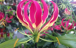 Loài hoa nhập dịp Tết khiến chị em phát cuồng có thể... giết người