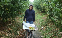 Người trồng phật thủ “hốt bạc” dịp Tết Kỷ Hợi 2019