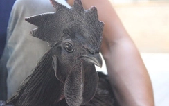 Gà "mặt quỷ" giá hơn 50 triệu đồng/con ở Bình Dương