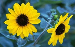 Chiêm tinh 19/2: Giải quyết khủng hoảng