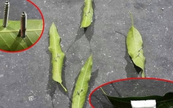 Từ 1/7, "đinh tặc" có thể bị xử phạt 10 năm tù