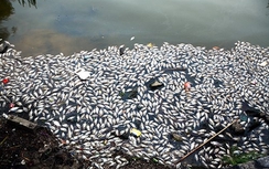 Cá chết bốc mùi hôi thối ở ven Hồ Tây