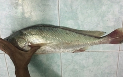 Cá sủ vàng có gì đặc biệt khi được bán với giá tiền tỷ