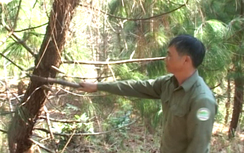 Nhân viên bảo vệ rừng tử vong trong lúc đi tuần tra