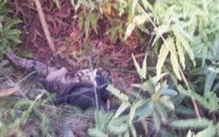 Bộ xương trong bụi rậm nghi là người mất tích 9 năm trước