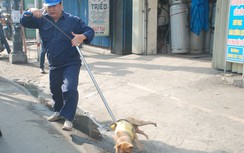 72 giờ tiêu hủy chó thả rông vô chủ: Đừng kêu gào nữa!