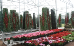 Làng hoa Sa Đéc hối hả đón Tết Mậu Tuất 2018