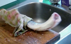 Kỳ lạ cá bị cắt đầu, mổ bụng "tấn công" bà nội trợ