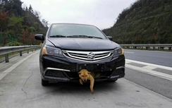 Chú chó sống sót thần kì khi bị ô tô tông trên cao tốc