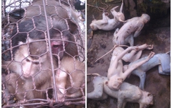 "Đồ tể" giết khỉ dã man rồi khoe trên Facebook