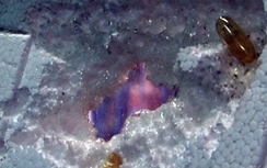 Thực hư dầu cá Omega 3 Trung Quốc "ăn" thủng tấm xốp