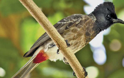 Liên tục trộm chim chào mào, 2 thanh niên bị truy tố