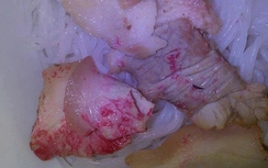 Thực hư thịt lợn luộc đổi màu sau một đêm ở Quảng Nam