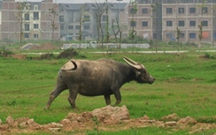 Bé trai chết thảm vì quấn dây thừng chăn trâu ngang bụng