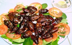 Nôn ra máu rồi tử vong vì ăn bọ rầy rang giòn