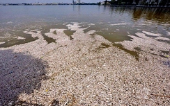 Tin mới vụ cá chết trắng hồ Tây