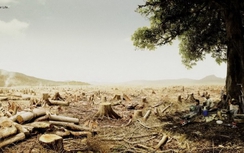 Nữ sinh lớp 8 gây bất ngờ với bài thơ về môi trường