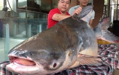 "Thủy quái" nặng hơn 1 tạ xuất hiện ở Hà Nội