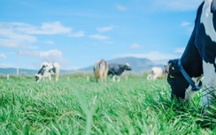 Vinamilk đánh dấu Việt Nam trên bản đồ Organic thế giới