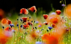 12 cung hoàng đạo thứ Bảy ngày 22/4/2017