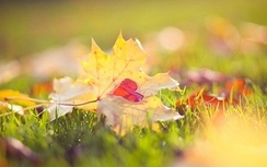 12 cung hoàng đạo thứ Bảy ngày 10/6/2017