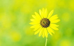 12 cung hoàng đạo thứ Năm ngày 29/6/2017