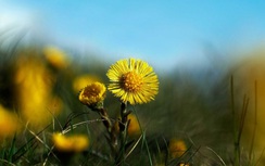 12 cung hoàng đạo thứ Năm ngày 13/7/2017