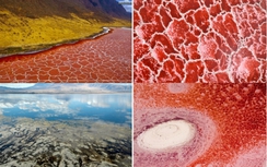 Sự thật về "hồ tử thần" biến mọi sinh vật thành xác sống