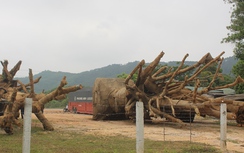 Cây khủng như "quái thú" giá bao nhiêu?