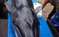 Cá Ông 300 kg lụy bờ, hàng ngàn người dân sờ "lấy hên"