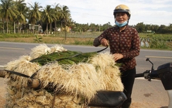 Giá kiệu Tết tăng gấp 3, nông dân vùng lũ phấn khởi đón Xuân