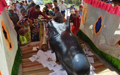 Cá voi Ông dìu cá Bà vào bờ biển Quảng Ngãi