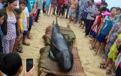 Cá ông 700kg dạt bờ, vẫn còn thở sau 2 ngày cúng tế