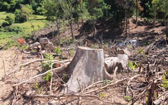 Sau mất rừng, Bình Định chi tiền tỷ lập thêm Trạm kiểm lâm