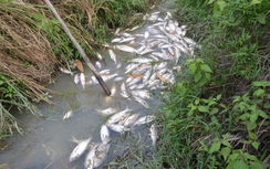 Cá chết trắng lòng đập, Quảng Ngãi hỏa tốc tìm nguyên nhân