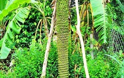 Kỳ lạ buồng chuối dài 2 mét, trổ hơn 200 nải ở Bình Định