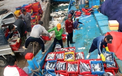 "Lộc biển" về đầu năm, ngư dân Bình Định trúng tiền tỷ