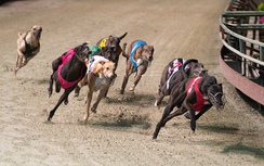 Đà Nẵng làm trường đua ngựa, đua chó rộng gần 600.000 m2