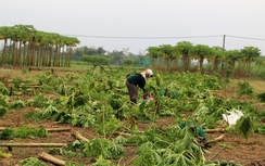 Người dân Quảng Nam mất trắng vụ rau Tết tiền tỷ