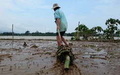 Quảng Nam: Nông dân điêu đứng, khóc ròng sau lũ dữ