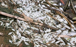 Cá chết hàng loạt ở khe Đá Mài chảy ra sông Thu Bồn