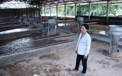 Người dân khóc nghẹn nhìn lũ cuốn trôi hàng trăm con heo