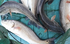 Một bộ đội ở Khánh Hòa câu được cá sủ vàng tiền tỷ