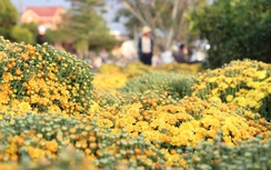 Xuân về trên cao nguyên Bảo Lộc