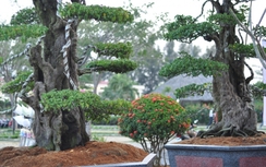 Hai cây khế "khủng" giá 7 tỷ đồng ở Hội hoa xuân TP.HCM