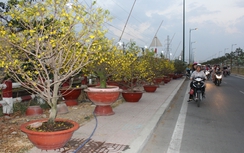 TP.HCM: "Méo mặt" vì hoa mai nở sớm