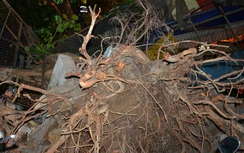 "Bợm nhậu" tháo chạy khi cây bồ đề đổ sập