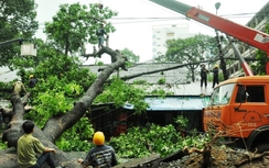 TP.HCM: Cây xà cừ bật gốc, hàng chục người nháo nhào bỏ chạy