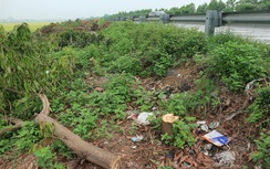 Trồng cây trên cao tốc rồi chặt bỏ, Giám đốc VEC O&M nói gì?